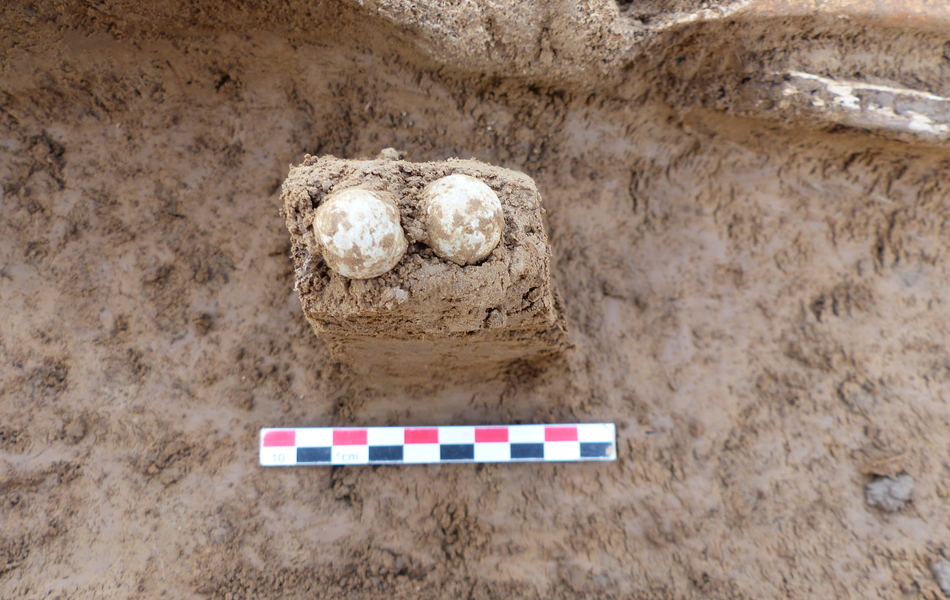 Photo de deux balles blanches de couleuvrine localisées à hauteur du genou droit du squelette. 