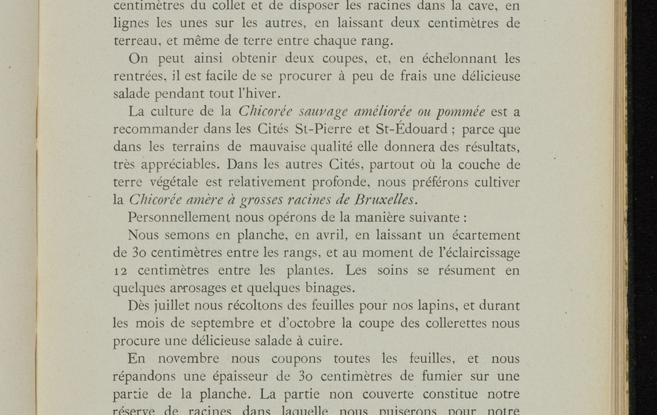 Texte imprimé sur lequel on lit : "Chicorée. Il y a trois sortes de chicorées : la chicorée sauvage améliorée ou pommée, les endives et la scarole. La première se sème en mars-avril dans une terre bien ameublie, en bordure des chemins. L'été elle sert de nourriture pour les lapins, et l'hiver elle produit une salade blanche. Il suffit pour cela d'arracher les pieds, de couper les feuilles à deux centimètres du collet et de disposer les racines dans la cave, en lignes les unes sur les autres, en laissant deux centimètres de terreau, et même de terre entre chaque rang. On peut ainsi obtenir deux coupes, et, en échelonnant les rentrées, il est facile de se procurer à peu de frais une délicieuse salade pendant tout l'hiver. La culture de la chicorée sauvage améliorée ou pommée est à recommander dans les cités Saint-Pierre et Saint-Edouard ; parce que dans les terrains de mauvaise qualité elle donnera des résultats, très appréciables. Dans les autres cités, partout où l couche de terre végétale est relativement profonde, nous préférons cultiver la chicorée amère à grosses racines de Bruxelles. Personnellement nous opérons de la manière suivante : nous semons en planche, en avril, en laissant un écartement de 30 centimètres entre les rangs, et au moment de l'éclaircissage de 12 centimètres entre les plantes. Les soins se résument en quelques arrosages et quelques binages. Dès juillet nous récoltons des feuilles pour nos lapins, et durant les mois de septembre et d'octobre la coupe des collerettes nous procure une délicieuse salade à cuire. En novembre nus coupons toutes les feuilles, et nous répandons une épaisseur de 30 centimètres de fumier sur une partie de la planche. La partie non couverte constitue notre réserve de racines dans laquelle nous puiserons pour notre culture en cave. nous estimons que c'est une maladresse de jeter les racines la cueillette terminée, car, cuites dans deux eaux, - parce qu'elles sont légèrement laxatives, - on peut les consommer le soir à la sauce blanche, et à midi avec du beeftake. Pendant que celles en cave donnent leurs produits, les autres..."