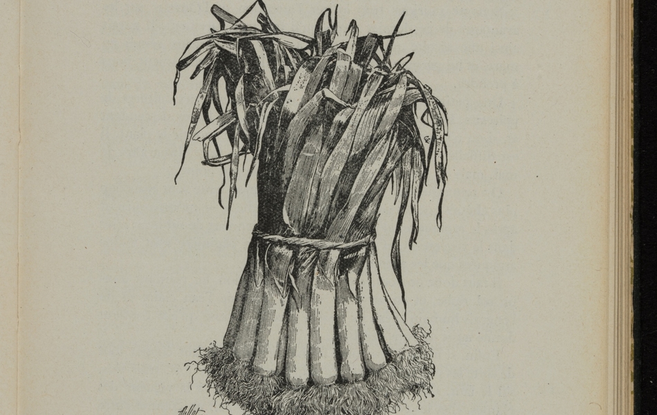 Texte imprimée sur lequel on lit : "Poireau. L'ouvrier mineur fait une grande consommation de poireaux. Ce dernier, en effet, est un légume sain, entrant dans la composition des potages rafraîchissants ; mais il est surtout consommé cuit, assaisonnée au beurre, à l'huile et au vinaigre ou encore à la sauce blanche. Semer en mars le poireau monstrueux de Carentan et le poireau long de Mézières rustique, en lignes distantes de 30 à 35 centimètres, et en faisant un rayon de toute la largeur de la binette. Semer clair." 