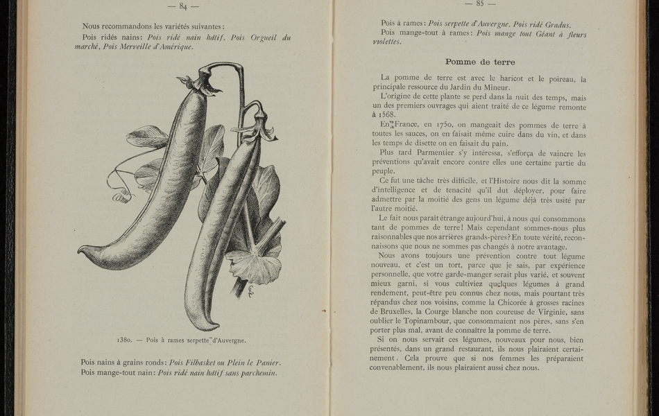 Texte imprimé sur lequel on lit : "Nous recommandons les variétés suivantes : pois ridés nains, pois ridés nain hâtif, pois orgueil du marché, pois merveille d'Amérique. Pois nains à grains ronds : pois Filbasket ou plein le panier. Pois mange-tout nain : pois ridé nain hâtif sans parchemin. Pois à rames : pois serpette d'Auvergne, pois ridés Gradus. Pois mange-tout à rames : pois mange tout géant à fleurs violettes. Pomme de terre. La pomme de terre est avec le haricot et le poireau, la principale ressource du jardin du mineur. L'origine de cette plante se perd dans la nuit des temps, mais un des premiers ouvrages qui aient traité de ce légume et remonte à 1568. En France, en 1750, on mangeait des pommes de terre à toutes les sauces, on en faisait même cuire dans du vin, et das les temps de disette on en faisait du pain. Plus tard Parmentier s'y intéressa, s'efforça de vaincre les préventions qu'avait encore contre elles une certaine partie du peuple. Ce fut une tâche très difficile, et l'Histoire nous dit la somme d'intelligence et de ténacité qu'il dut déployer, pour faire admettre par la moitié des gens un légume déjà usité par l'autre moitié. Le fait nous paraît étrange aujourd'hui, à nous qui consommons tant de pommes de terre ! Mais cependant sommes-nous plus raisonnables que nos arrières grands-pères ? En toute vérité, reconnaissons que nous ne sommes pas changés à notre avantage. Nous avons toujours une prévention contre tout légume nouveau, et c'est un tort, parce que je sais, par expérience personnelle, que votre garde-manger serait plus varié, et souvent mieux garni, si vous cultiviez quelques légumes à grand rendement, peut-être peu connus chez nous, mais pourtant très répandus chez nos voisins, comme la chicorée à grosses racines de Bruxelles, la courge blanche non coureuse de Virginie, sans oublier le topinambour, que consommaient nos pères, sans s'en porter plus mal, avant de connaître la pomme de terre. Si on nous servait ces légumes, nouveaux pour nous, bien présentés, dans un grand restaurant, ils nous plairaient certainement. Cela prouve que si nos femmes les préparaient convenablement, ils nous plairaient aussi chez nous".